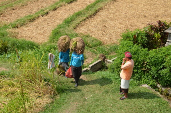 Récolte du riz à Jatiluwih