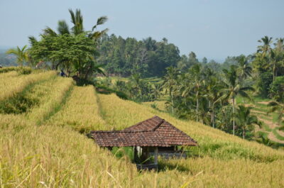 Ricefield at Jatiluwih