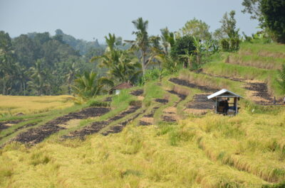 Rizière de Jatiluwih à Bali