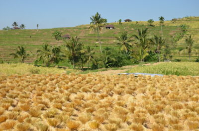 Séchage du riz à Bali