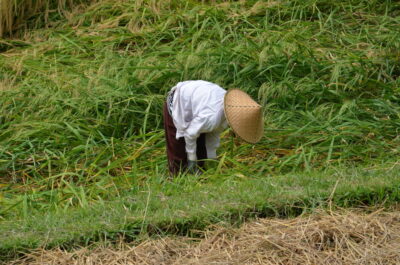 Travail dans les rizières de Jatiluwih