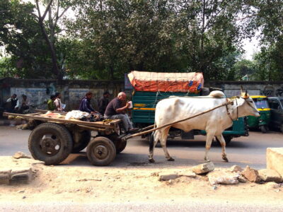 Vache - Old Delhi