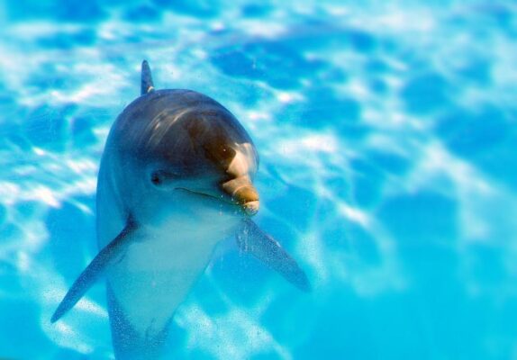 Nager avec des dauphins