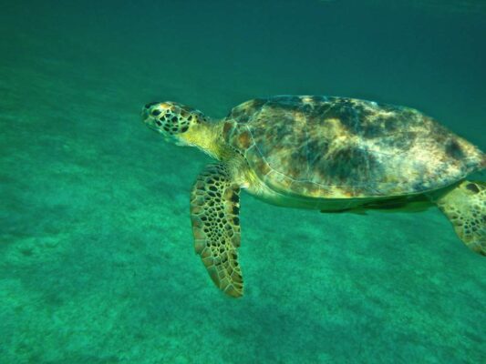 Snorkeling avec les tortues au Mexique