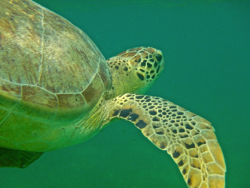 Tortue à Akumal