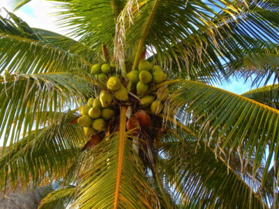 Cocotier à Akumal