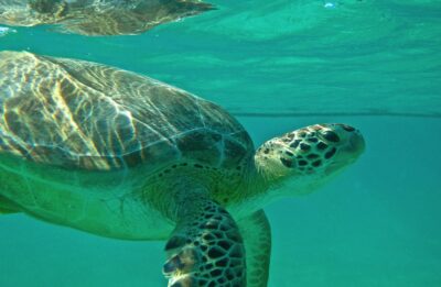Nager avec des tortues à Akumal