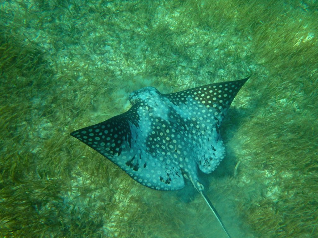 Raie léopard à Akumal