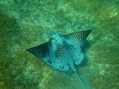 Raie léopard à Akumal