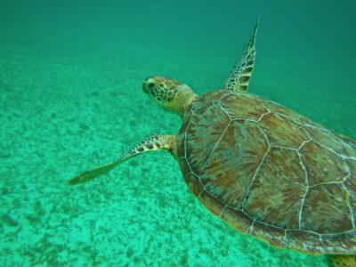 Snorkeling avec des tortues