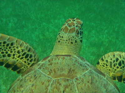 Tortue à Akumal