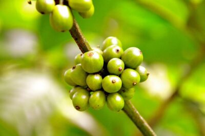 Cerises de caféier non mûres