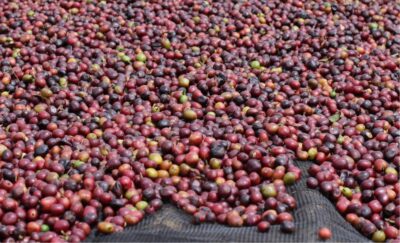 Coffee cherries