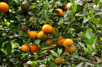 Oranges de Kintamani