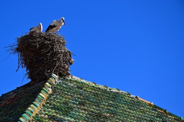Cigognes sur un toit du Moyen Atlas