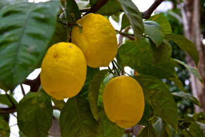 Citronnier dans un patio du Riad Fès