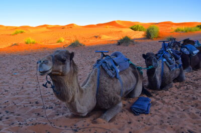 Dromadaires dans les dunes de Merzouga