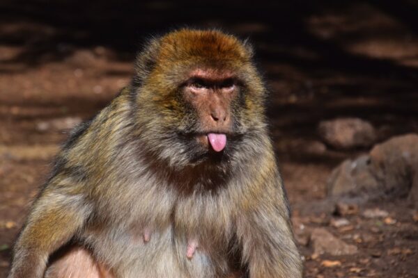 Macaque berbère dans la forêt d'Azrou