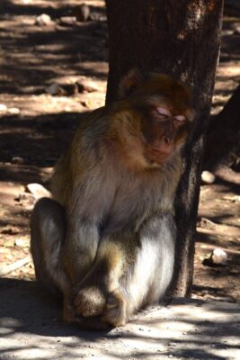 Singe à Azrou au Maroc