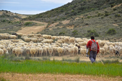 Berger et son troupeau dans les Bardenas Reales