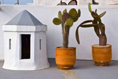 Cactus sur la terrasse du riad Azahra