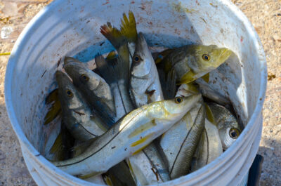 Fruit de la pêche à Campeche