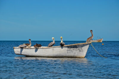 Pélicans à Campeche