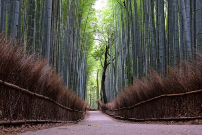 Bamboo grove - Arashiyama, Kyoto