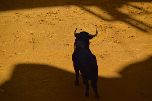 Taureau dans l'arène