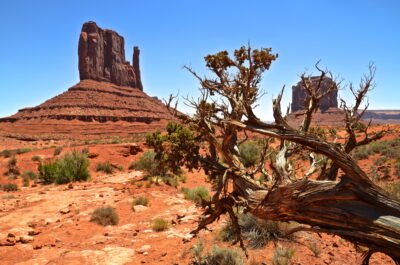 Arbre à Monument Valley