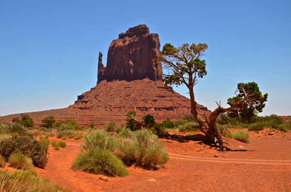 Arbre à Monument Valley