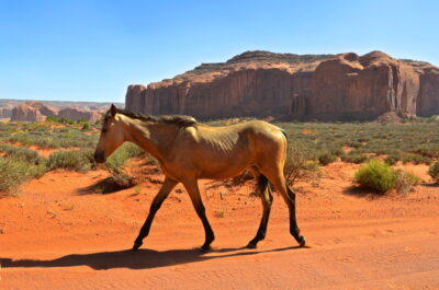 Cheval à Monument Valley