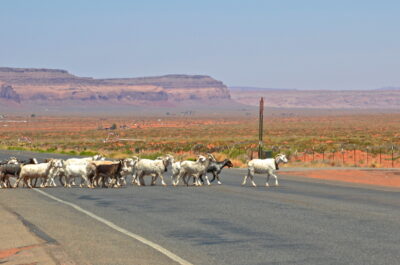 Moutons sur la route menant à Monument Valley