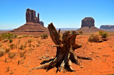 Souche d'arbre à Monument Valley