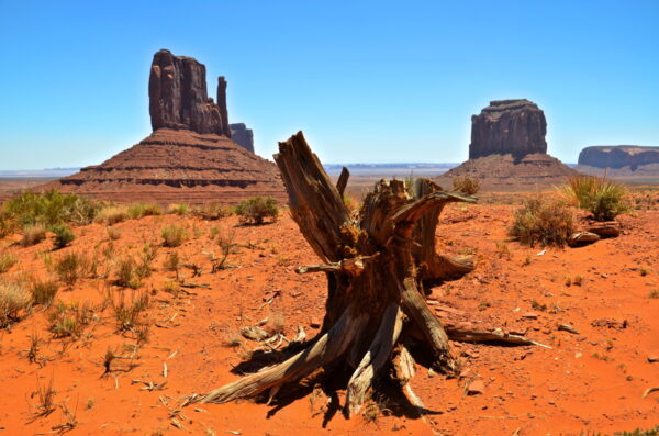 Souche d'arbre à Monument Valley