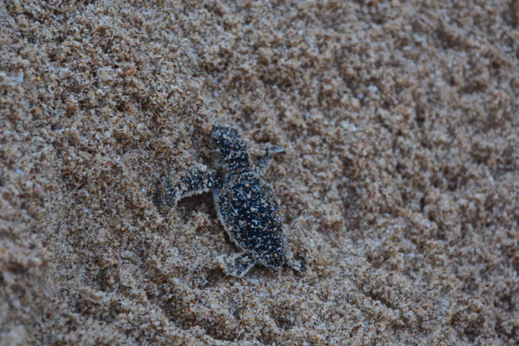 Bébé tortue à Ras al Jinz, Oman