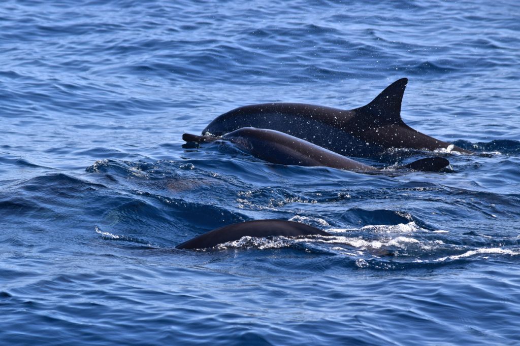 Dauphins en mer, au large de Mascate