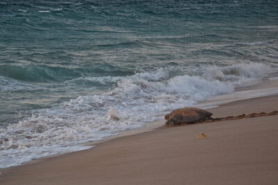 Ponte des tortues