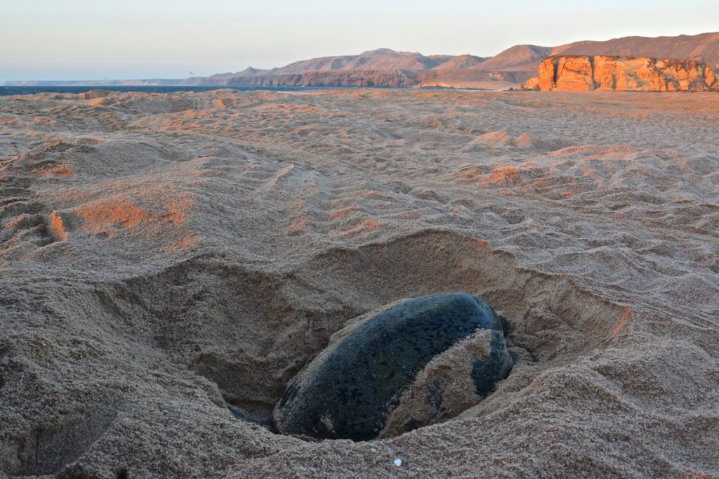 Ponte des tortues à Ras al Jinz, Oman