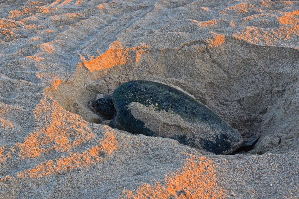 Tortue en train de pondre