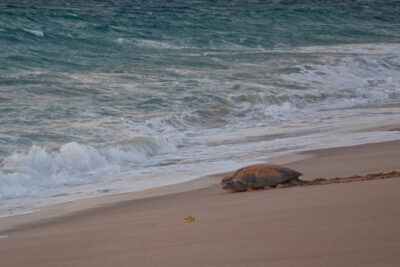 Tortue sur la plage de Ras al Jinz à Oman