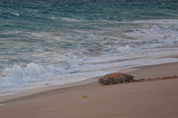 Tortue sur la plage de Ras al Jinz à Oman