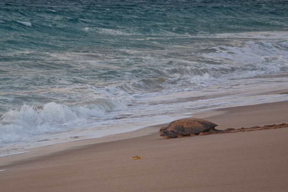 Tortue sur la plage de Ras al Jinz à Oman