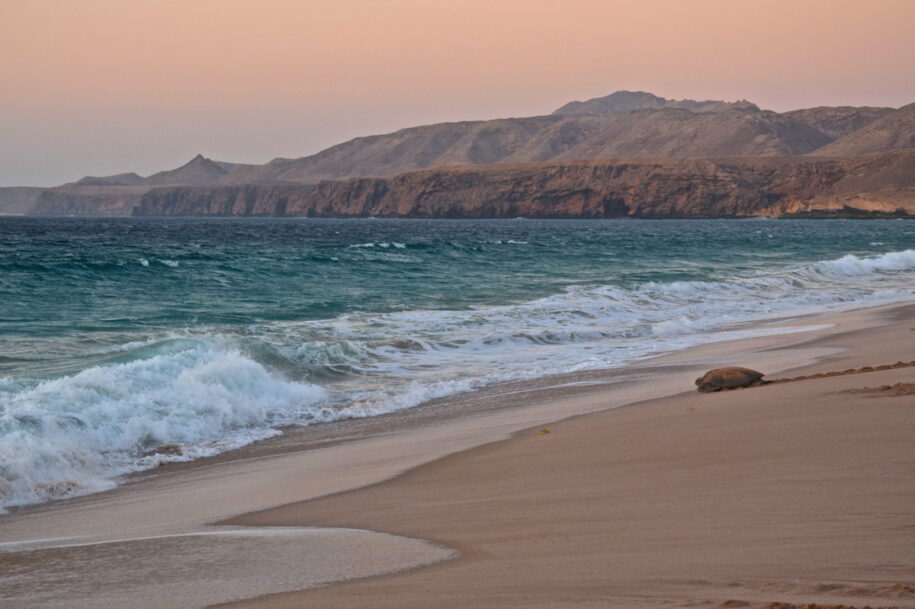 Tortue sur la plage de Ras al Jinz à Oman
