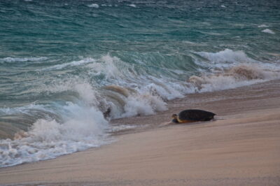 Tortue sur la plage de Ras al Jinz à Oman