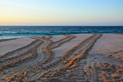 Turtles tracks - Ras al Jinz, Oman