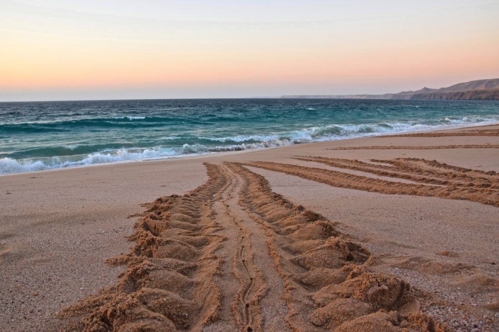 Turtles tracks - Ras al Jinz, Oman