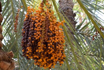 Dattes dans l'oasis d'Al Aïn