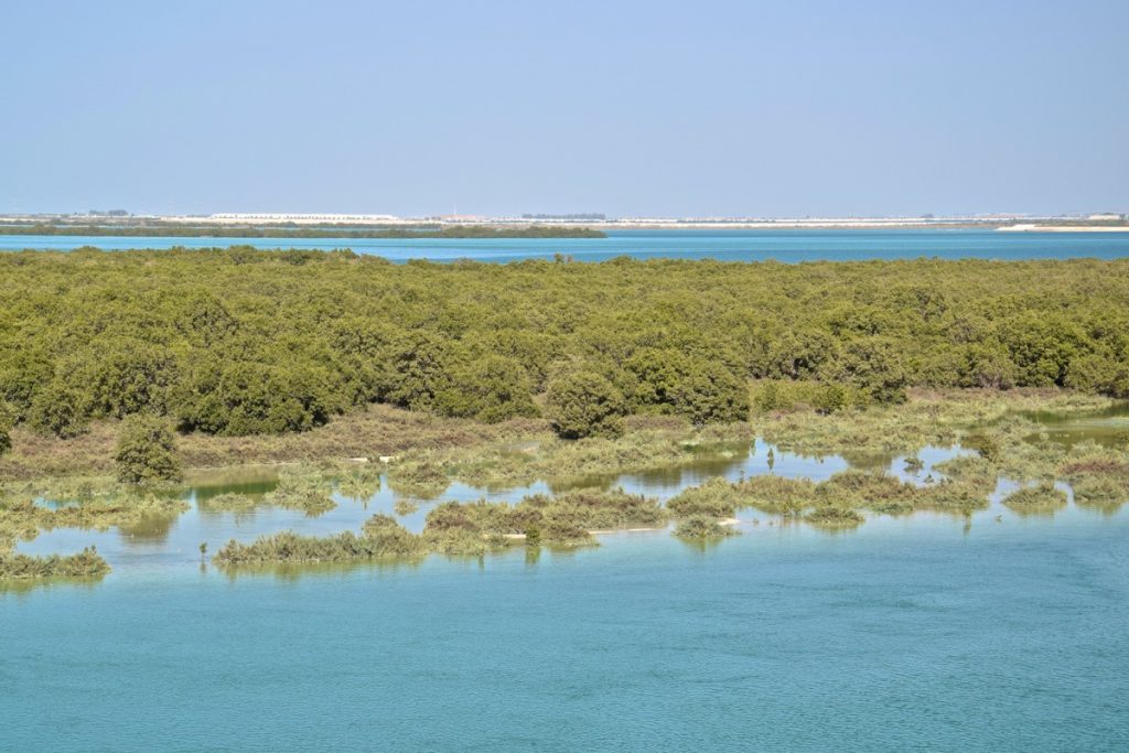 Mangrove d'Abu Dhabi