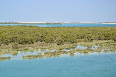 Mangrove d'Abu Dhabi